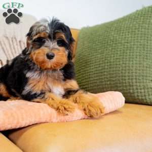 Jase, Mini Bernedoodle Puppy